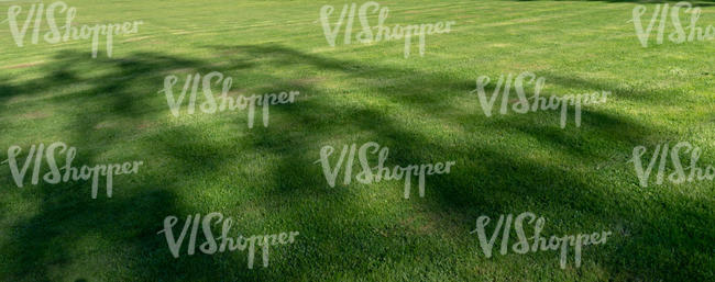 mowed lawn with tree shadows