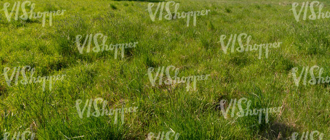 field with tufts of tall grass