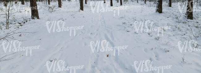 snowy footpath in forest