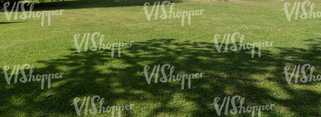 mowed lawn with big shadows