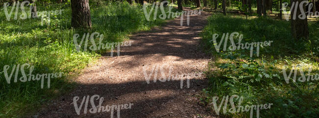 footpath in a forest under the trees