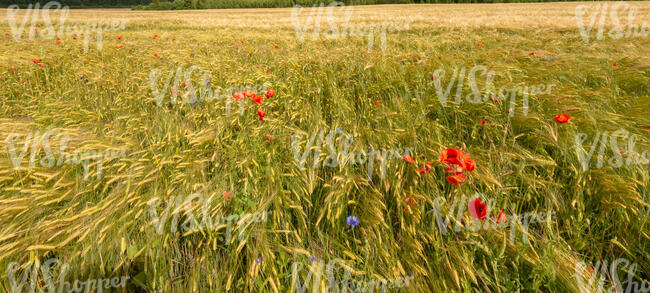 cornfield with poppies and cornflowers