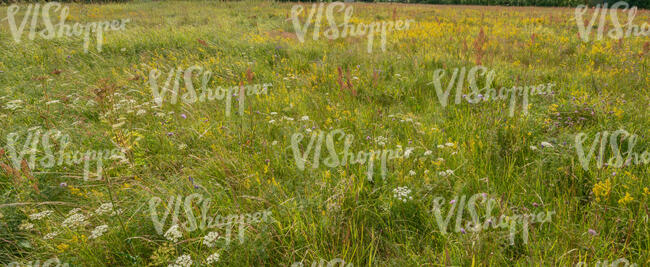 colourful meadow in summer