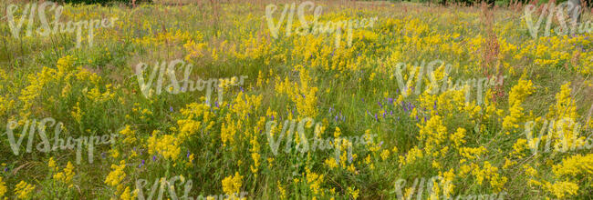 wild field of blooming yellow bedstraw