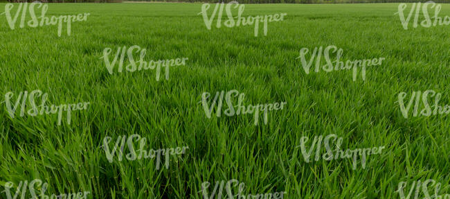 field of couch grass