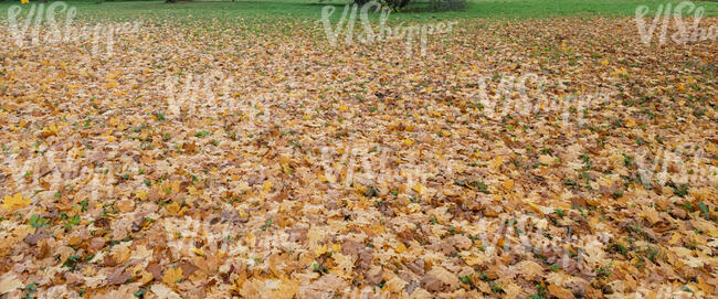 ground covered with fallen leaves