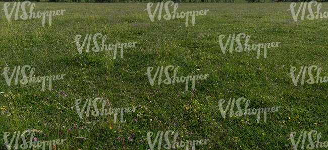 field of clover