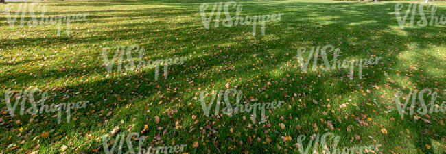 grass under trees covered with some fallen leaves