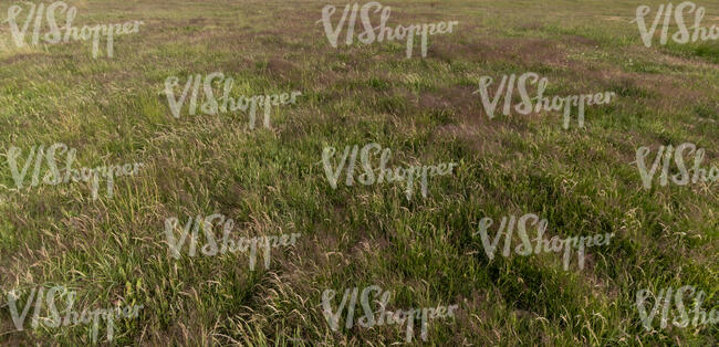 field of grass in autumn