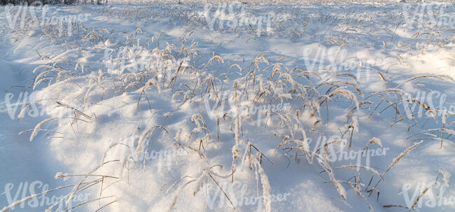 grass field in winter with thick snow