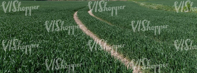 small road in a field of couch grass