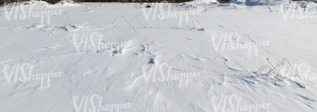 snowy field with few straws of grass