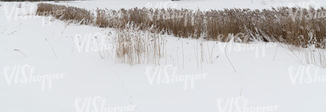 tall grass on a snowy field