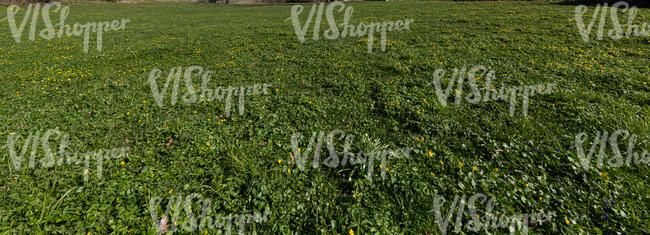 ground full of blooming windflowers