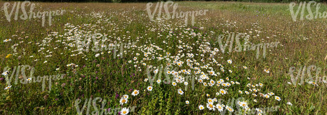 meadow qith blooming daisies