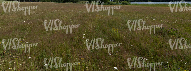 wild meadow in summer