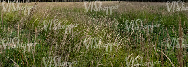 wild tall grass field