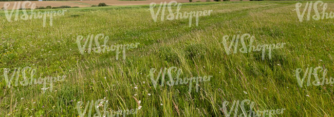 wild grassland