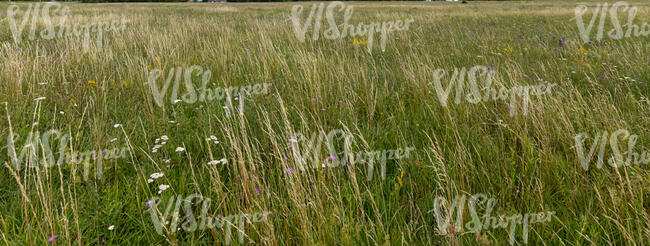 wild tall grass in summer