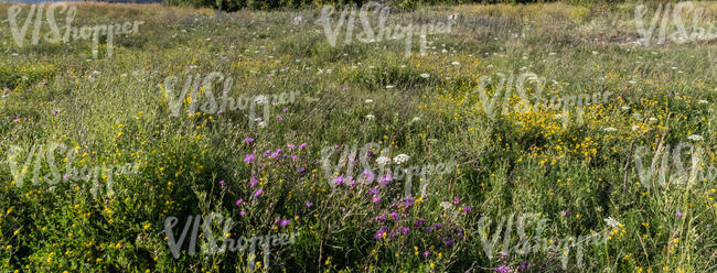 meadow with wild flowers in summer