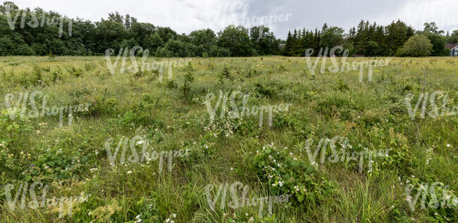 wild ground with flowers and bushes