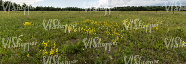 meadow with yellow flowers