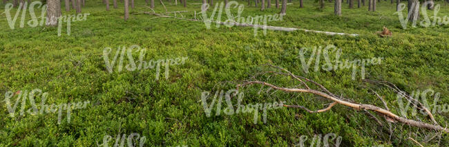 forest ground with some fallen trees