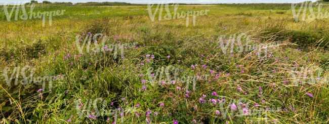 field of grass with purple flowers