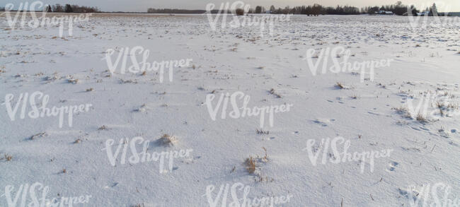 grassland covered with snow