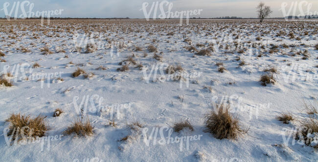 pasture in winter with snow