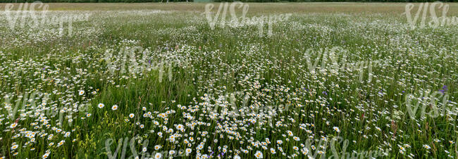 meadow with daisies