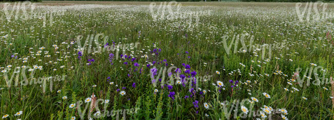 meadow with daisies and cornflowers