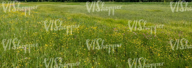 meadow with blooming flowers