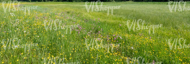 meadow with wild flowers