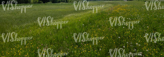 slope of a meadow with flowers