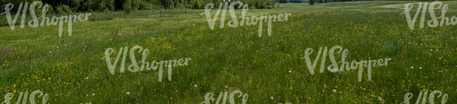 grassy meadow with some wild flowers