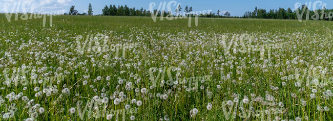 meadow with dandelions