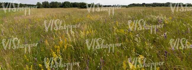 wild tall grass