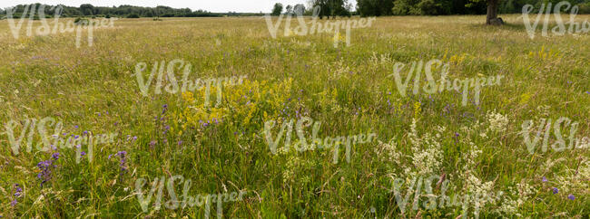 wild meadow with flowers