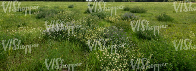 grassland with wild flowers