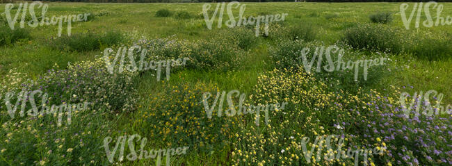 grassland with bunches of flowers