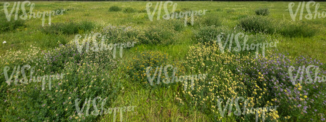 field of wild flowers