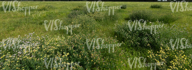 field with bushes of wild flowers