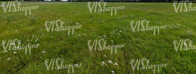 green grass with some wild yarrow