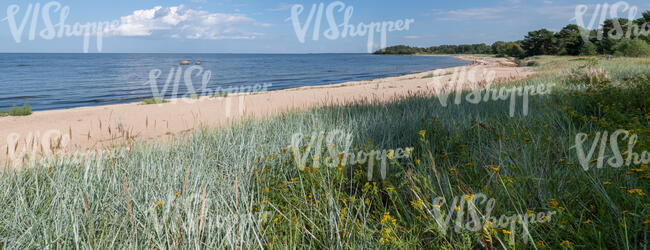 sandy seashore in summer