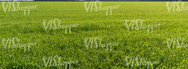 green agricultural field