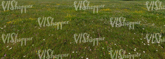 grass with small delicate flowers