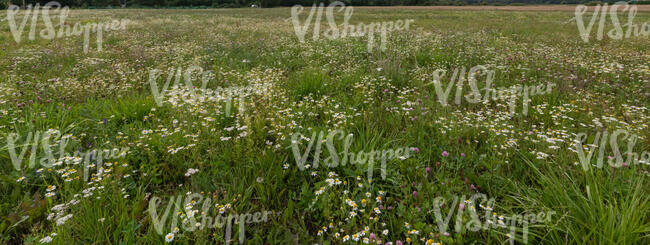 beautiful meadow with many wild flowers