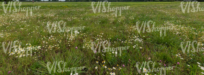 wild meadow with flowers