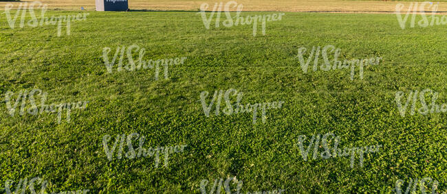 green grass in golden light